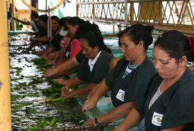 banana sorting Belize – Best Places In The World To Retire – International Living